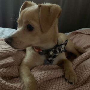 Meet your Posher, Alissa